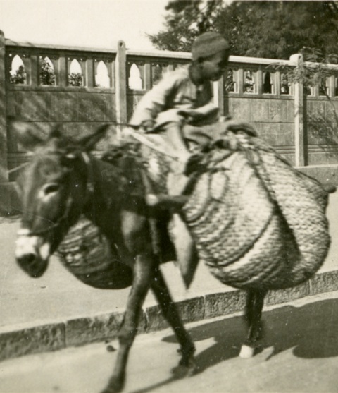 A donkey with pannier bags